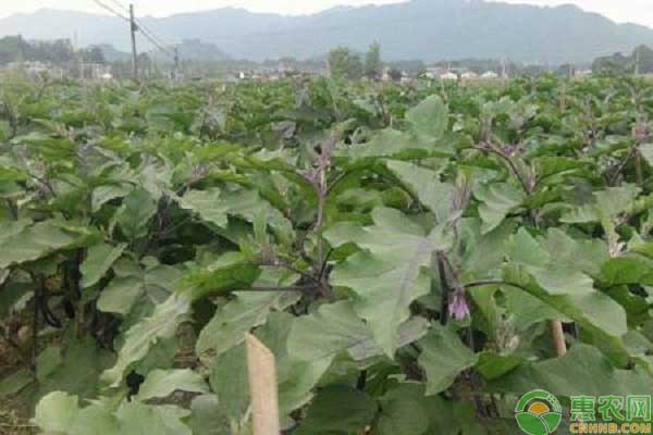 茄子移栽期的管理要點(diǎn)