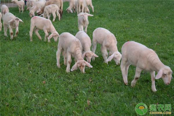 肉羊養(yǎng)殖