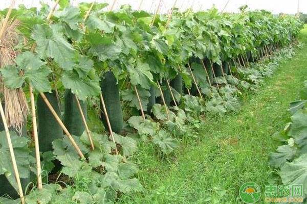 冬瓜夏季種植方法及管理要點