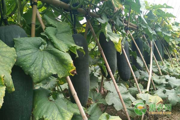 冬瓜夏季種植方法及管理要點