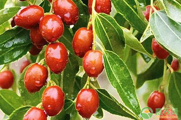 紅棗種植技術(shù)