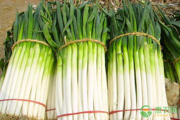 大蔥重茬病害的原因及預(yù)防措施