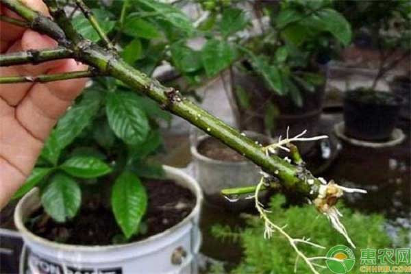 植物扦插