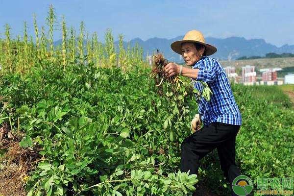 花生踩秧的方法