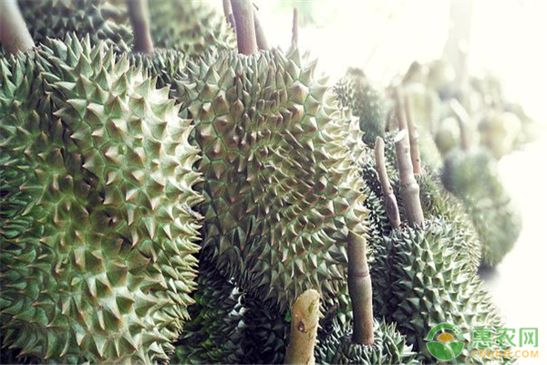榴莲种植方法