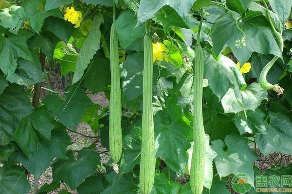 絲瓜種植也需要技巧，這六點(diǎn)建議菜農(nóng)朋友多了解！