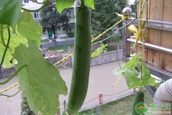 絲瓜種植也需要技巧，這六點(diǎn)建議菜農(nóng)朋友多了解！