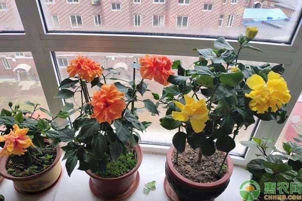 夏天養(yǎng)花誤區(qū)