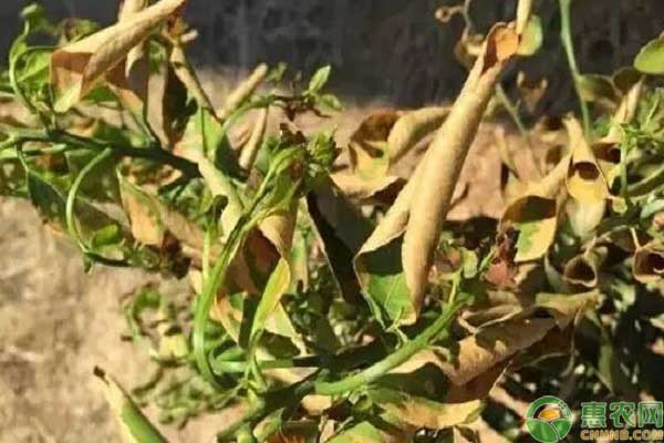 过量使用化肥的危害