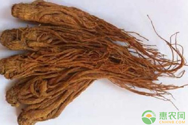 當歸爛根是什么原因?qū)е碌?？如何進行防治好？