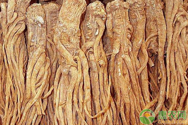 當歸爛根是什么原因?qū)е碌?？如何進行防治好？