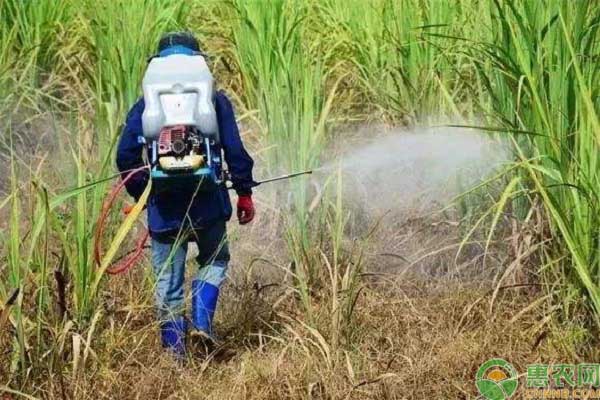 除草劑降解的主要途徑