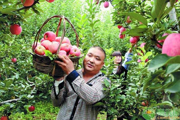 大暑時(shí)節(jié)蘋果果園管理方法