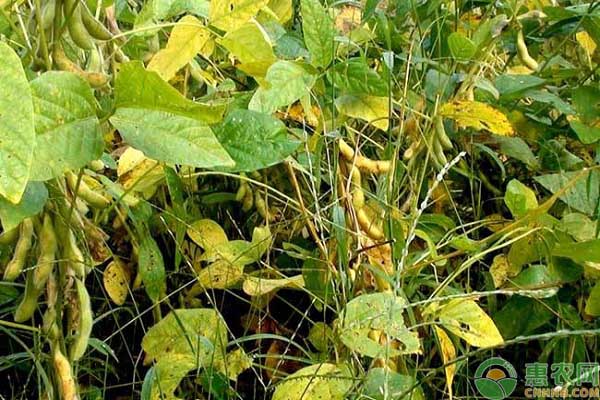 大豆菌核病的預(yù)防措施