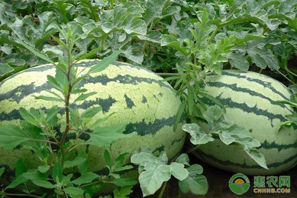 西瓜什么時(shí)候種植最好