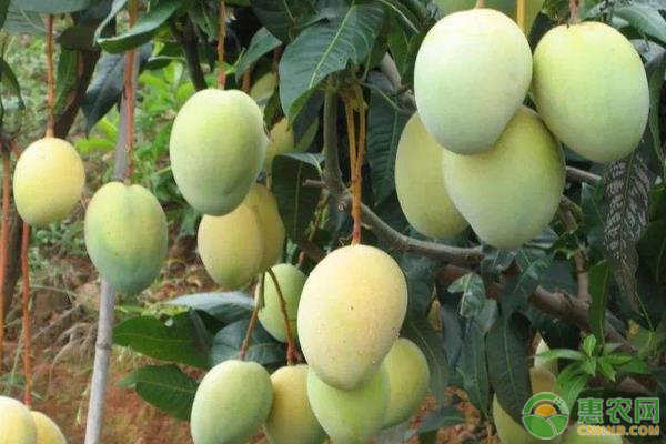芒果樹(shù)追肥方法