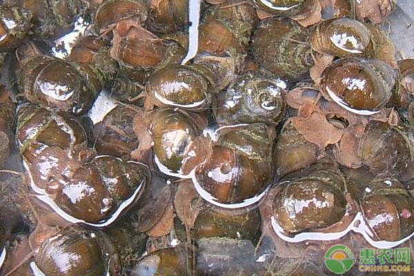 飼養(yǎng)螺的攻略