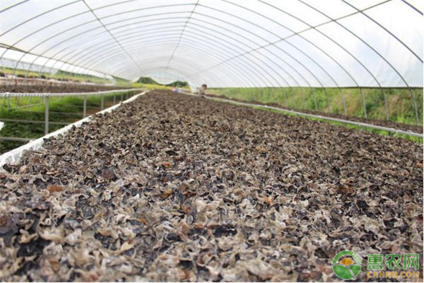 種植黑木耳方法