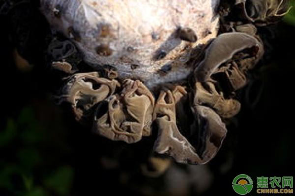 種植黑木耳技術(shù)