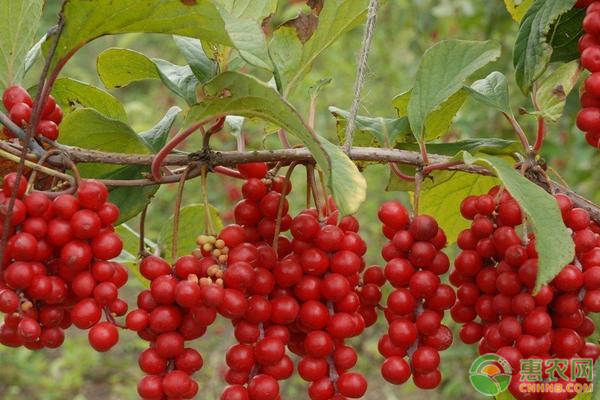 五味子種植技術(shù)