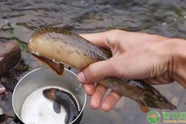 刀鰍魚人工養(yǎng)殖