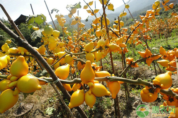 黃金果種植技巧