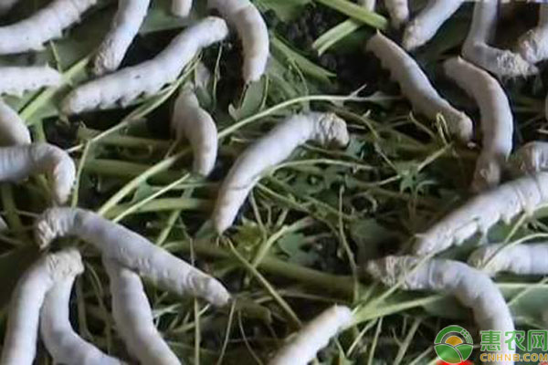 大蠶養(yǎng)殖技術(shù)