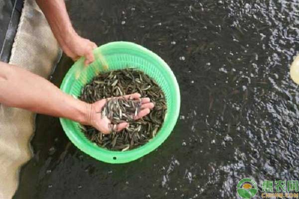 黑魚疾病防治