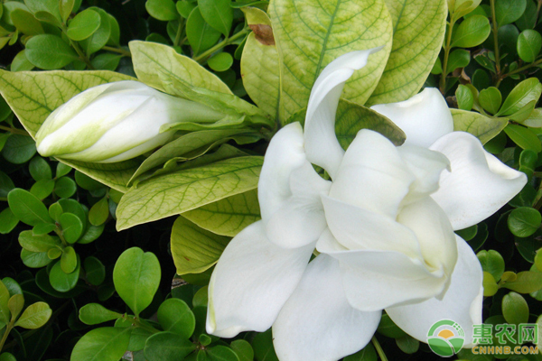養(yǎng)殖梔子花