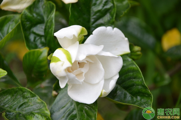梔子花<a href='http://www.iweekee.cn/t/11665.html' class='j-href' target='_blank'><span style='color:#FF8001'>養(yǎng)殖技巧</span></a>