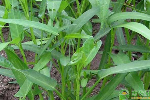 空心菜茎基部肿大防治