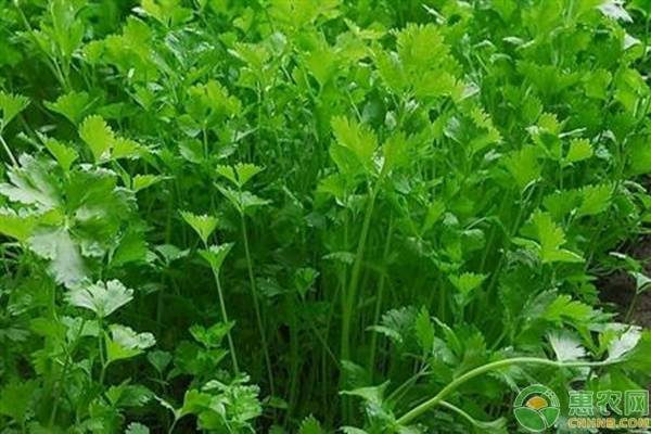 高溫季節(jié)要如何種植香菜？做好這三大點(diǎn)就足夠！