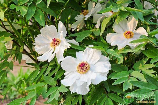 白芍種植方法和田間管理