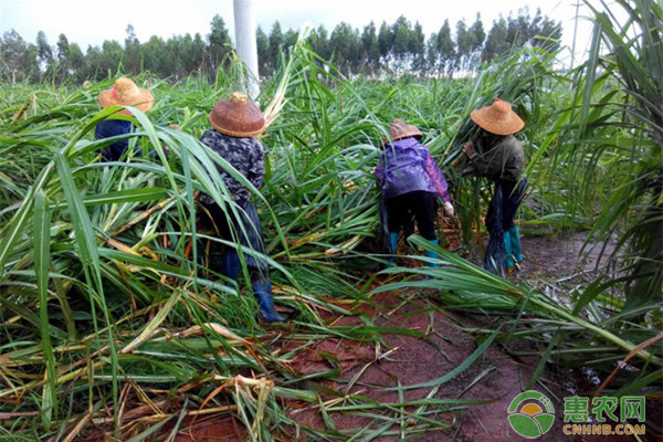 種植甘蔗田間管理五要點，種植戶要牢記！