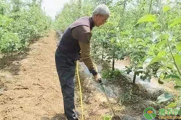 果树叶面肥喷施时间