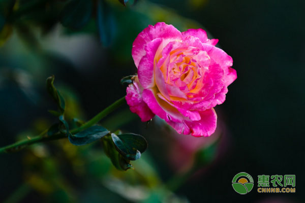 紅雙喜月季的養(yǎng)殖方法及養(yǎng)護要點