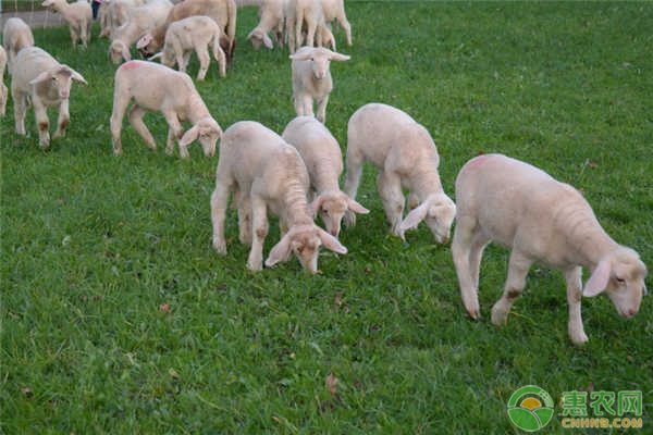 肉羊養殖的增重技巧有哪些