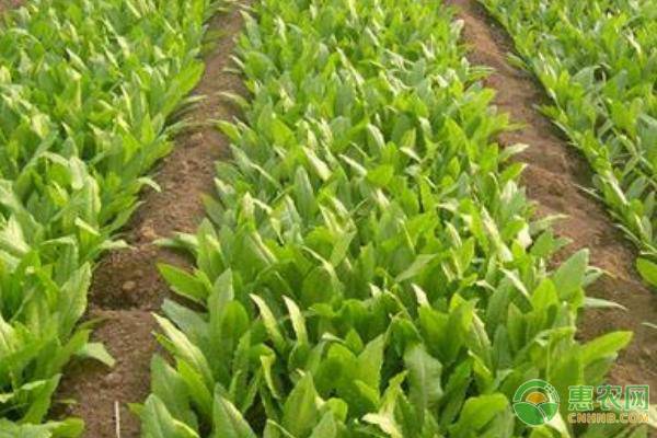 油麥菜播種時(shí)間和種植方法