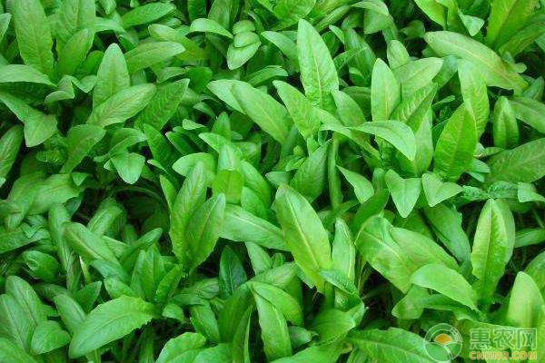 油麥菜播種時(shí)間和種植方法