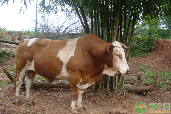 養(yǎng)殖肉牛
