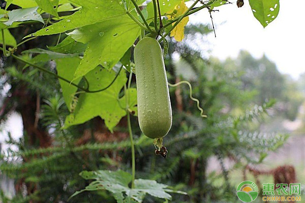 丝瓜种植方法