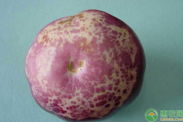  茄子著色不良解決方法