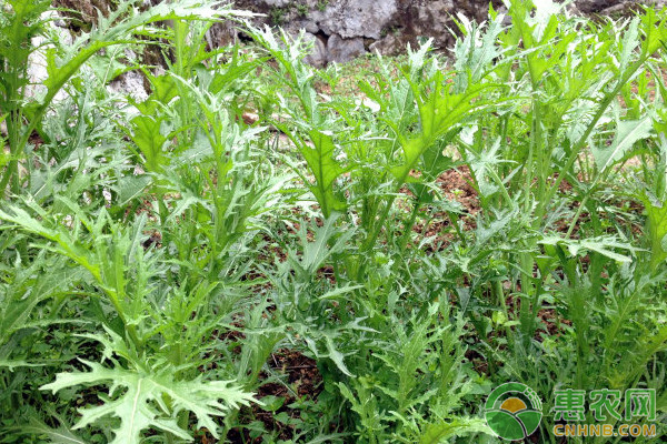 八月份可以種植什么蔬菜？這六種蔬菜正適合當(dāng)季種植！
