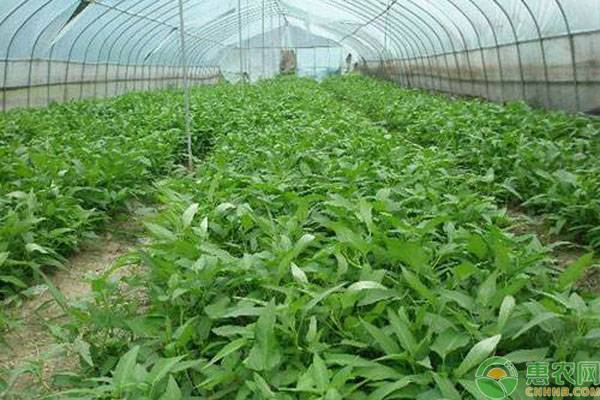 八月份可以種植什么蔬菜？這六種蔬菜正適合當(dāng)季種植！