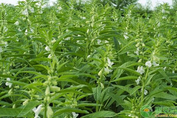 芝麻的種植時間和方法
