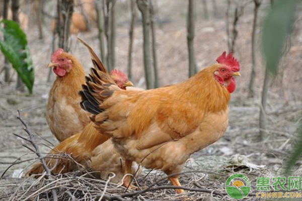 散養(yǎng)雞感冒的原因、預(yù)防措施及救治方法
