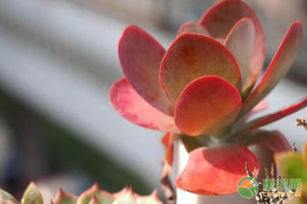 唐印的<a href='http://www.iweekee.cn/t/114990.html' class='j-href' target='_blank'><span style='color:#FF8001'>養(yǎng)殖方法</span></a>及夏季養(yǎng)護(hù)技巧