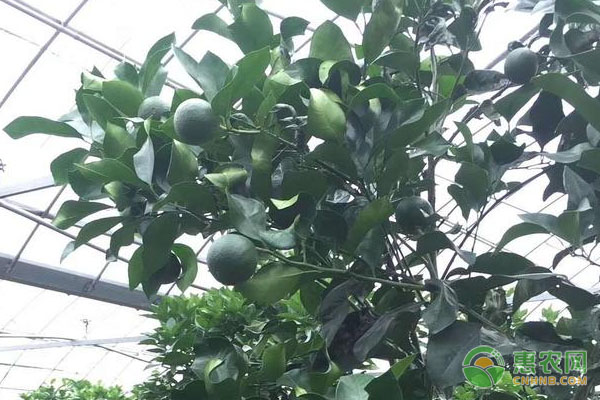 紅西柚的定植技術(shù)及病蟲害防治措施