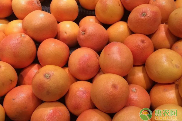 紅西柚的定植技術(shù)及病蟲害防治措施