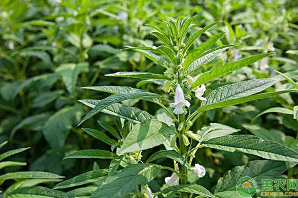 芝麻缺素